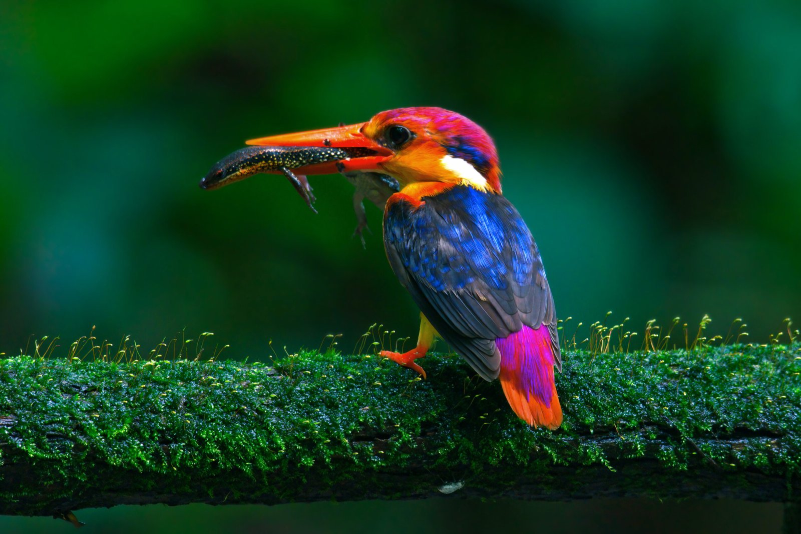 Adapting to Humans: Changing Communication in Captivity (image credits: wikimedia)