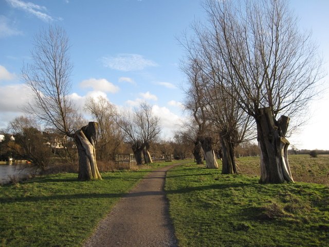 The Ancient Trees of Wales (image credits: wikimedia)