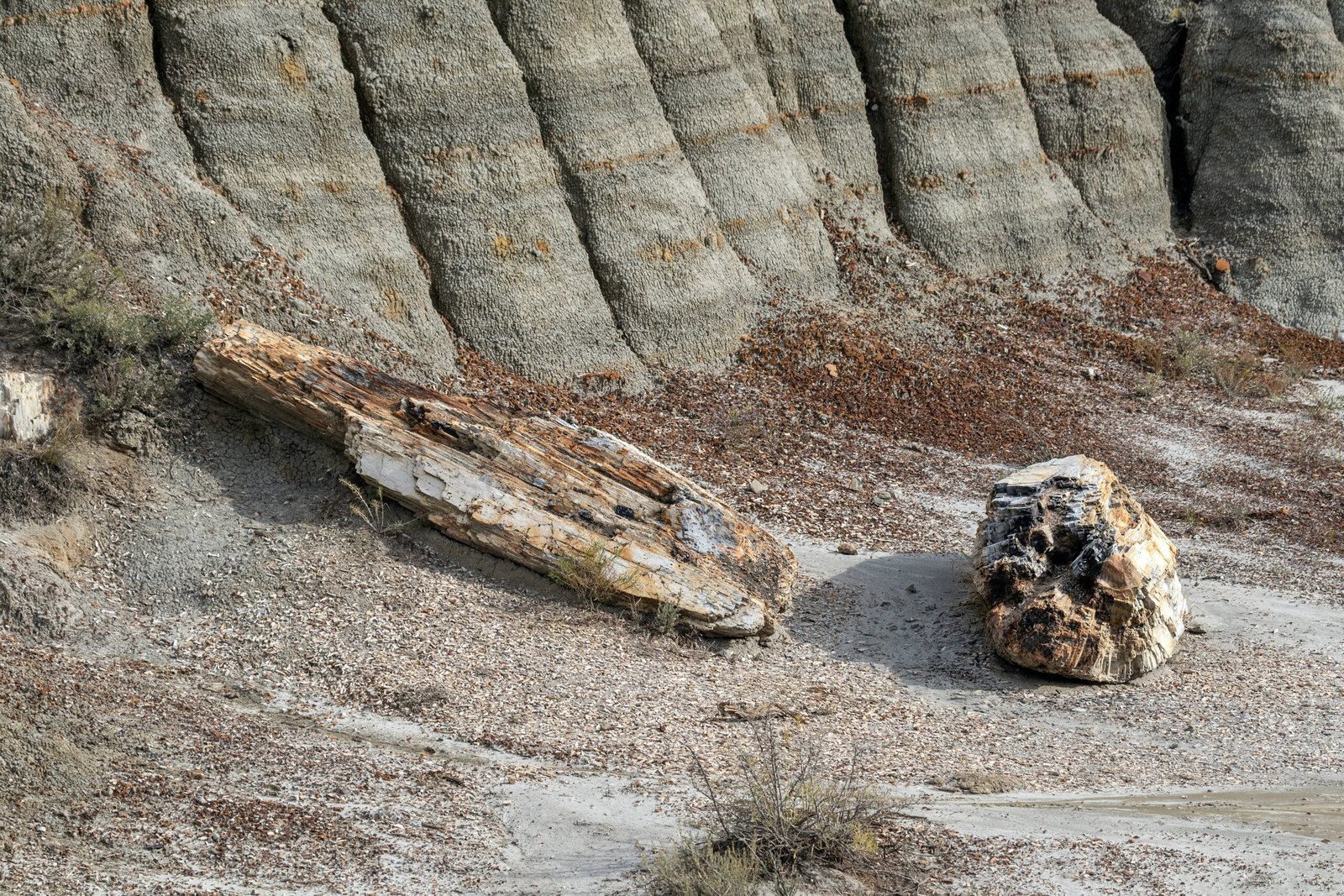How Did the Forests Become Fossilized? (image credits: wikimedia)