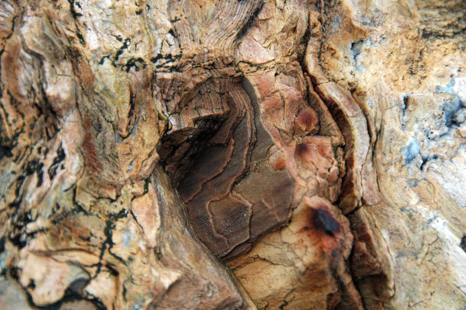 Why Do the Forests Sometimes Appear and Disappear? (image credits: wikimedia)