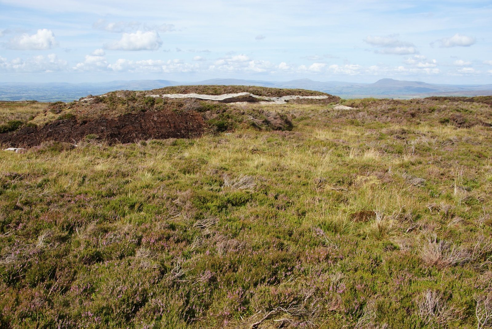 The Role of Peat in Preservation (image credits: wikimedia)