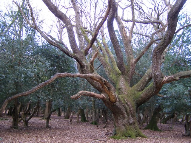 What the Forests Teach Us About Resilience (image credits: wikimedia)