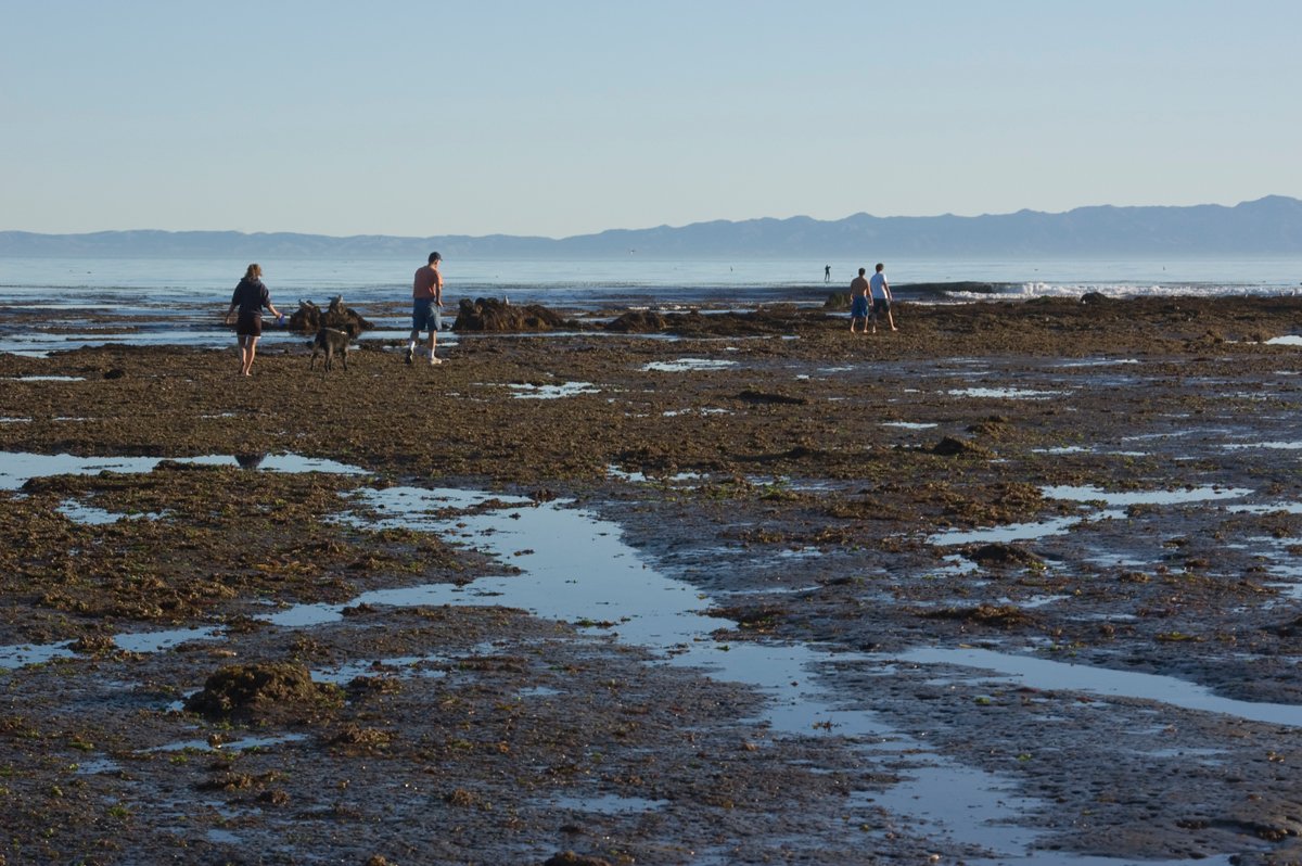 Becoming a Beach Detective (image credits: wikimedia)