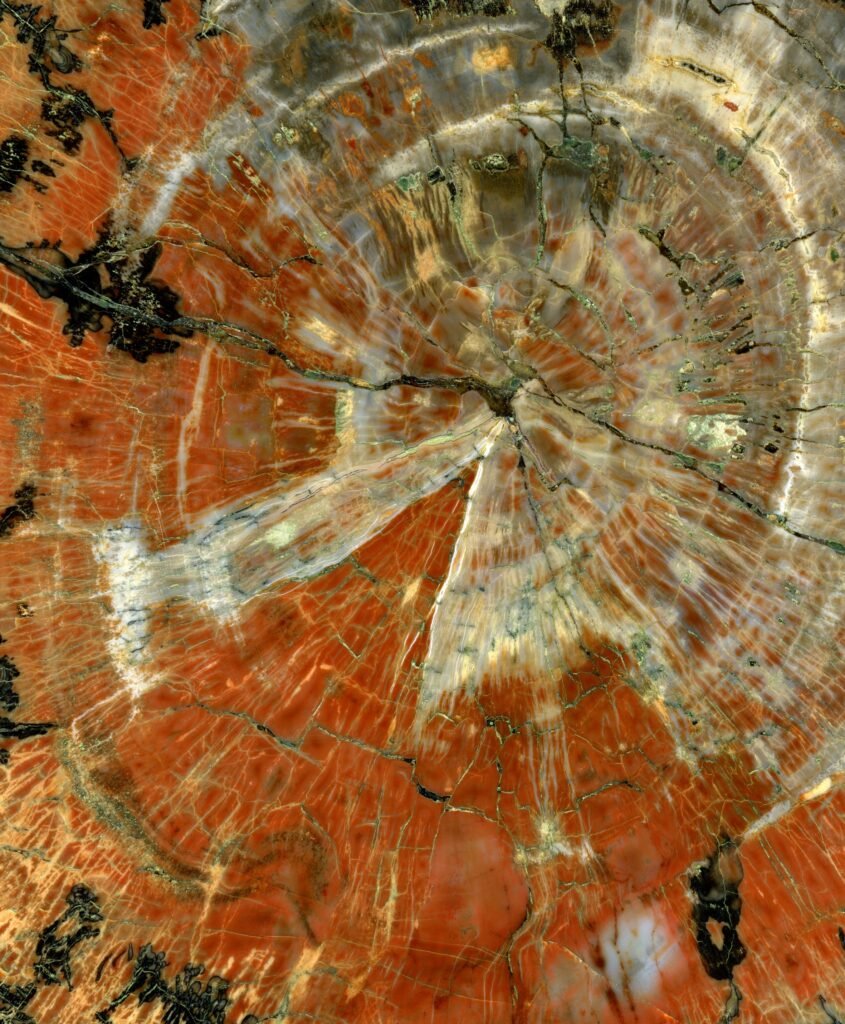 There’s a Fossilized Forest Beneath the Beaches of Wales