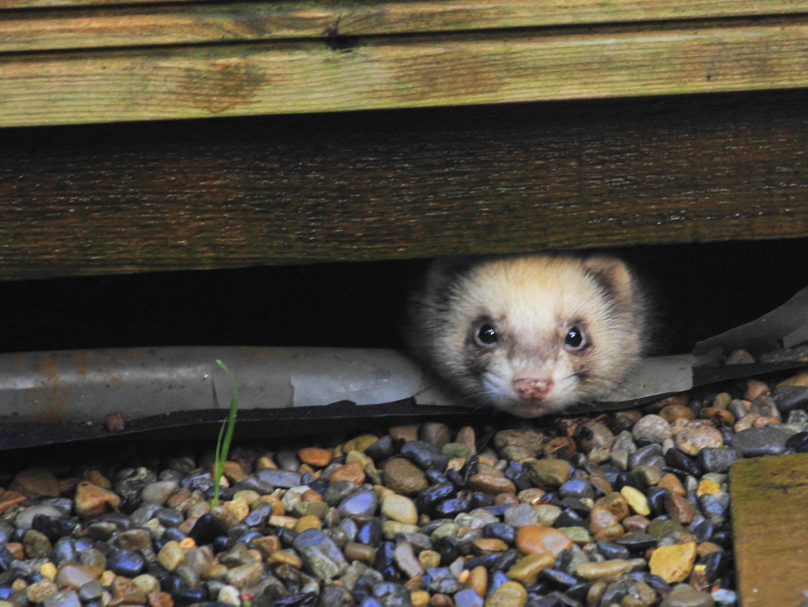Ferret Friendships: Making and Breaking Bonds (image credits: wikimedia)