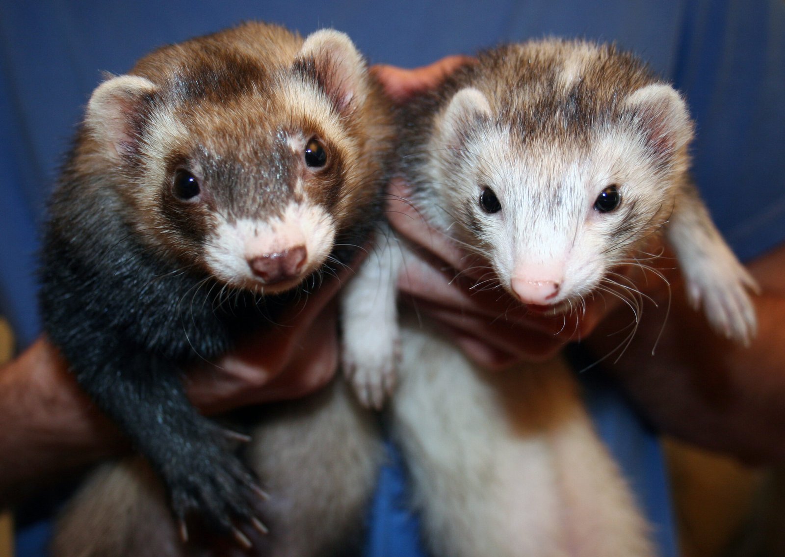 Ferrets and Other Pets: Cross-Species Dynamics (image credits: wikimedia)