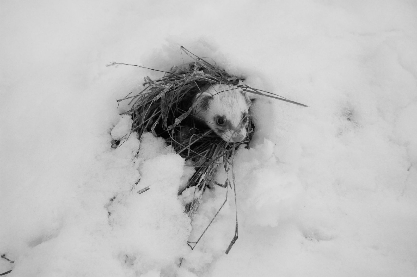 Emotional Intelligence: Ferrets Feel Deeply (image credits: wikimedia)