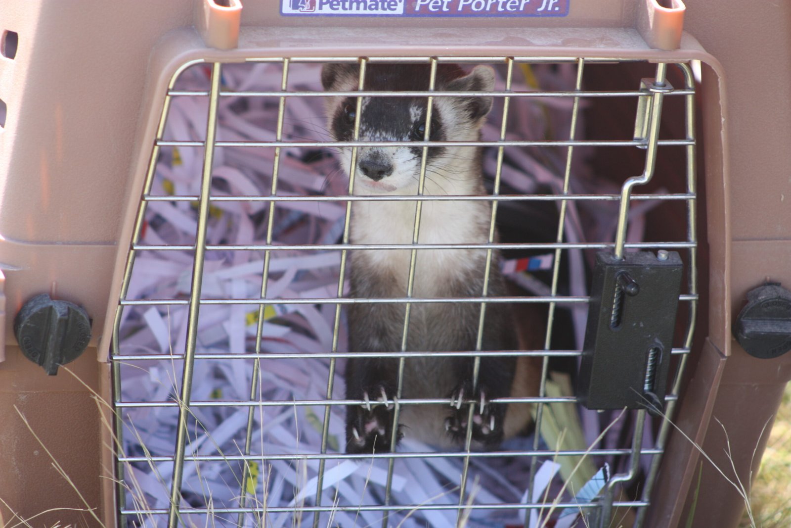 Challenges of Ferret Social Life in Captivity (image credits: wikimedia)