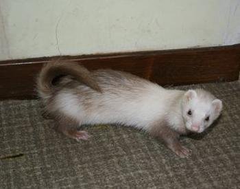 The Unpredictable Joys of Living With Ferrets (image credits: wikimedia)