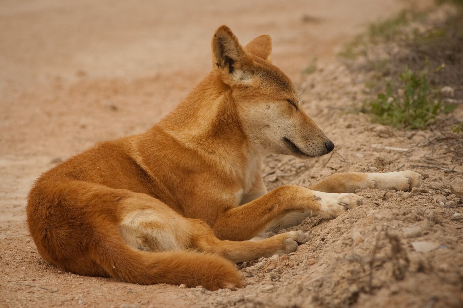 Defining “Native” in the Australian Context (image credits: wikimedia)