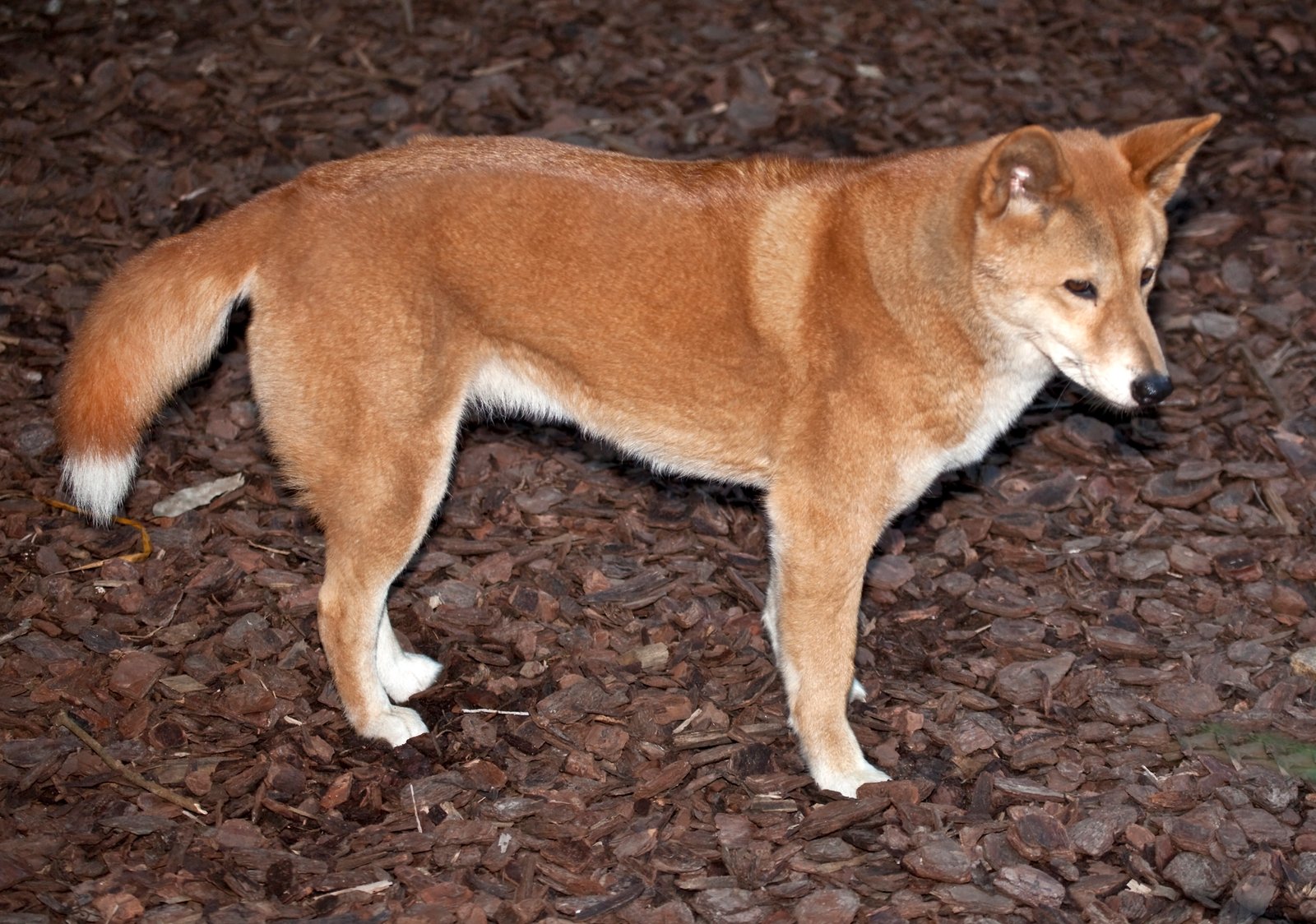 Predator or Protector? The Dingo’s Ecological Role (image credits: wikimedia)