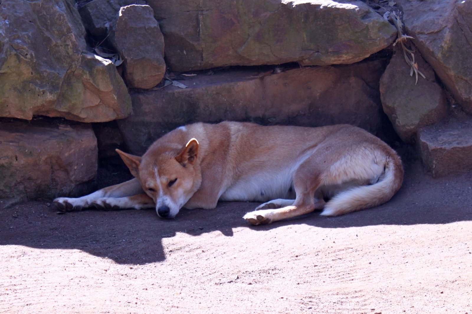 Dingoes and Endangered Wildlife (image credits: wikimedia)