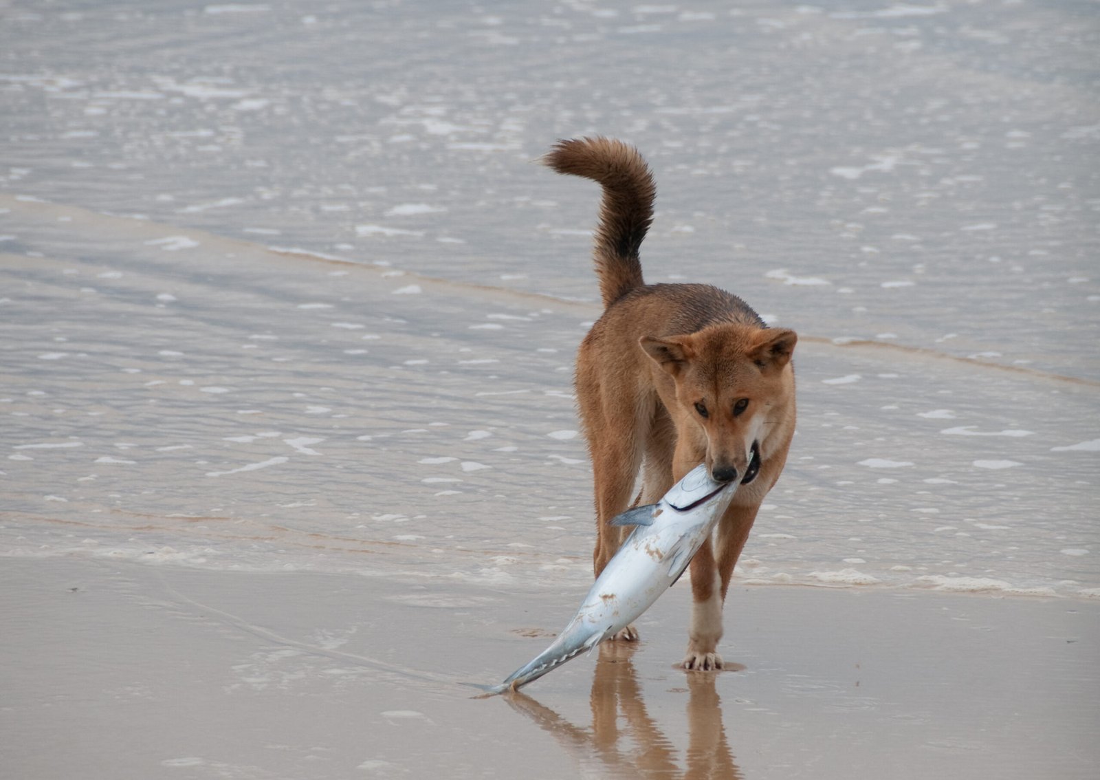 Conservation Strategies: To Cull or Not to Cull? (image credits: wikimedia)