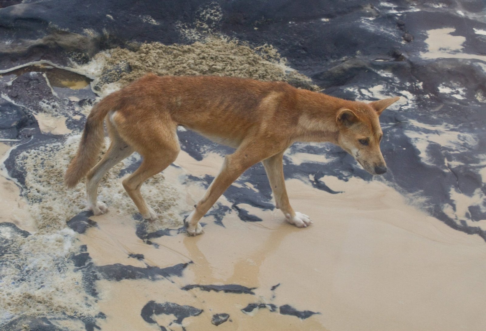 Climate Change and the Dingo’s Future (image credits: wikimedia)