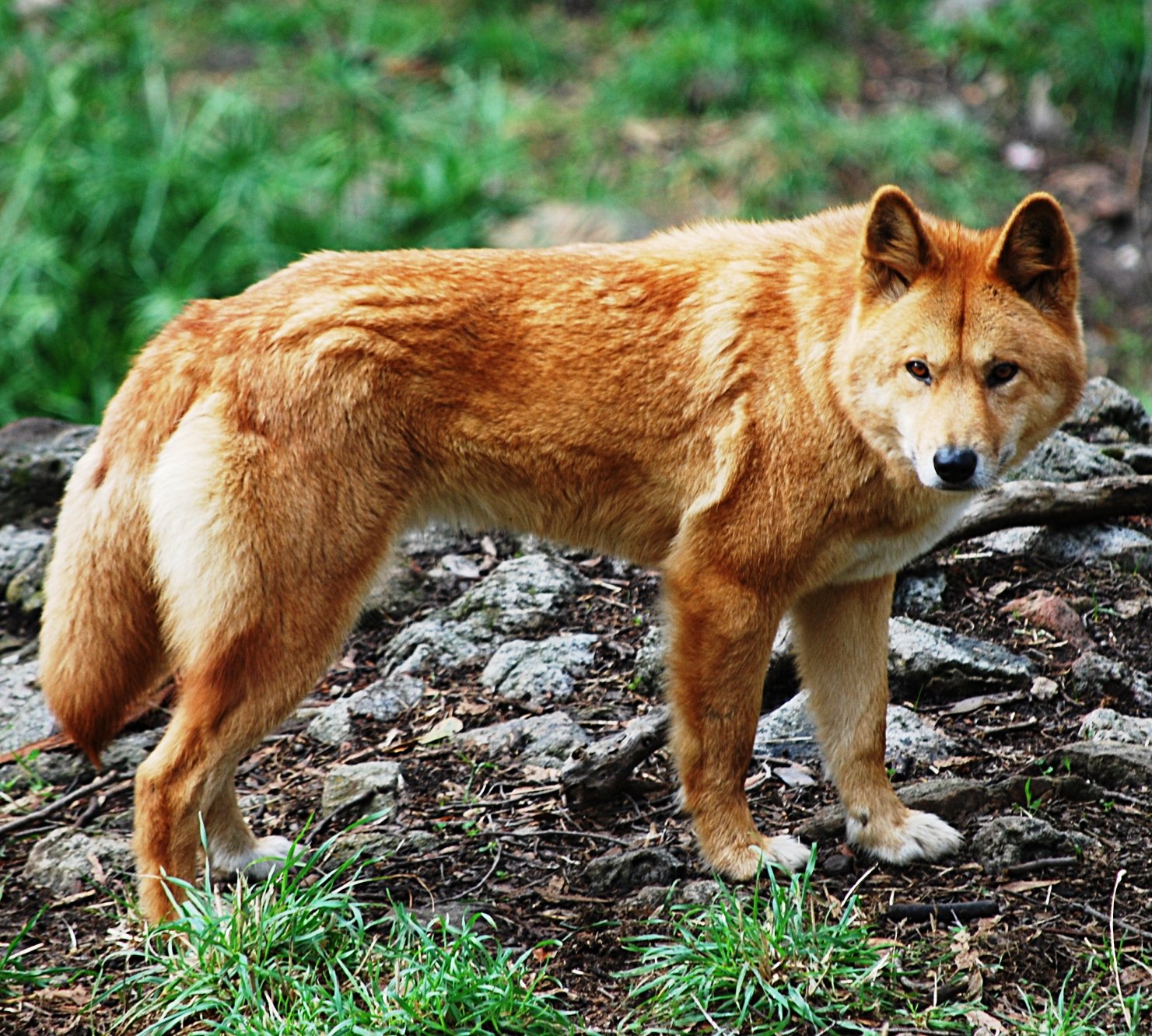 Australia’s Dingo Debate: Native Species, Invasive Predator, or Ecological Keystone?