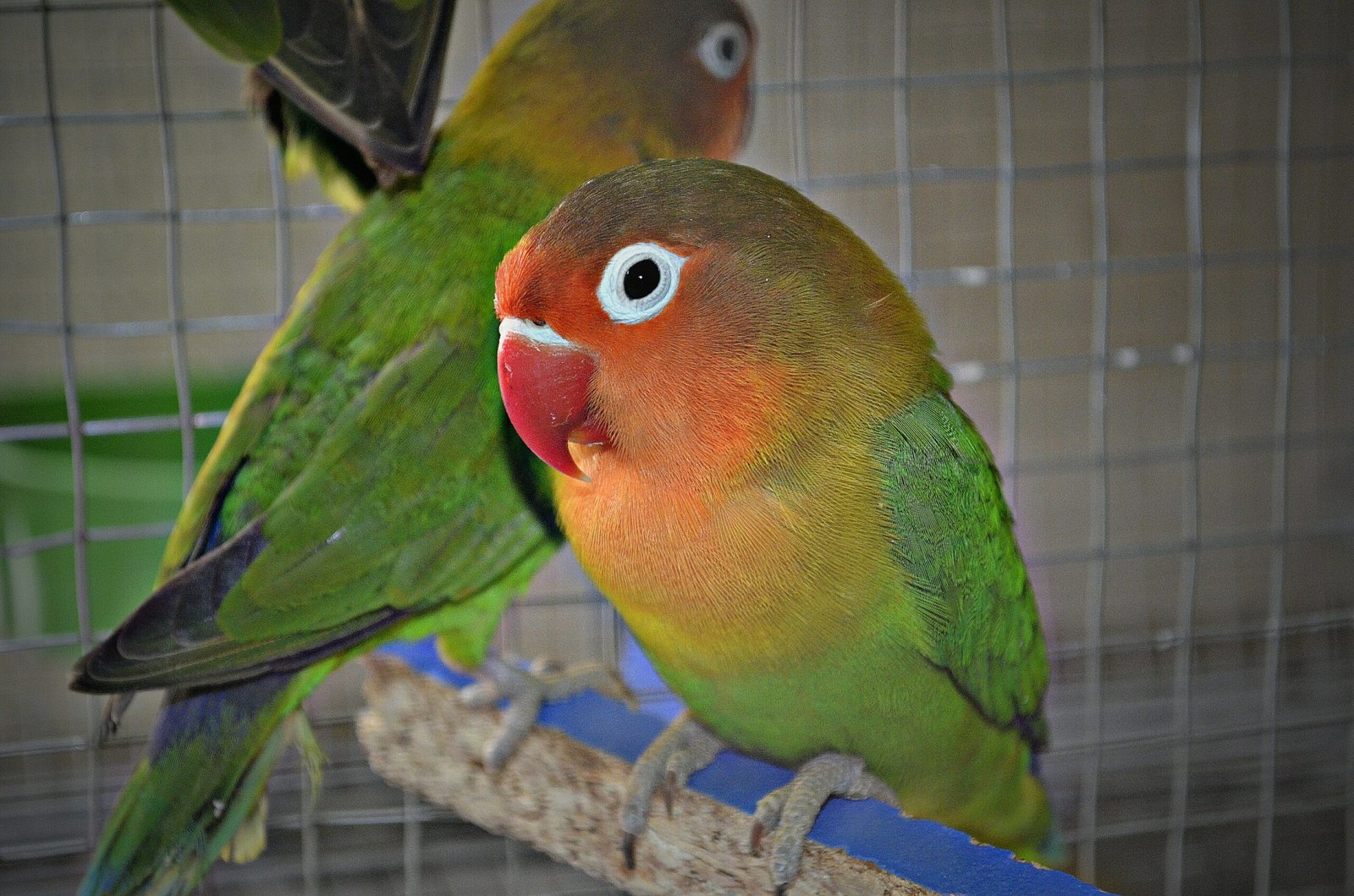 Emotional Bonds That Rival Any Mammal (image credits: wikimedia)