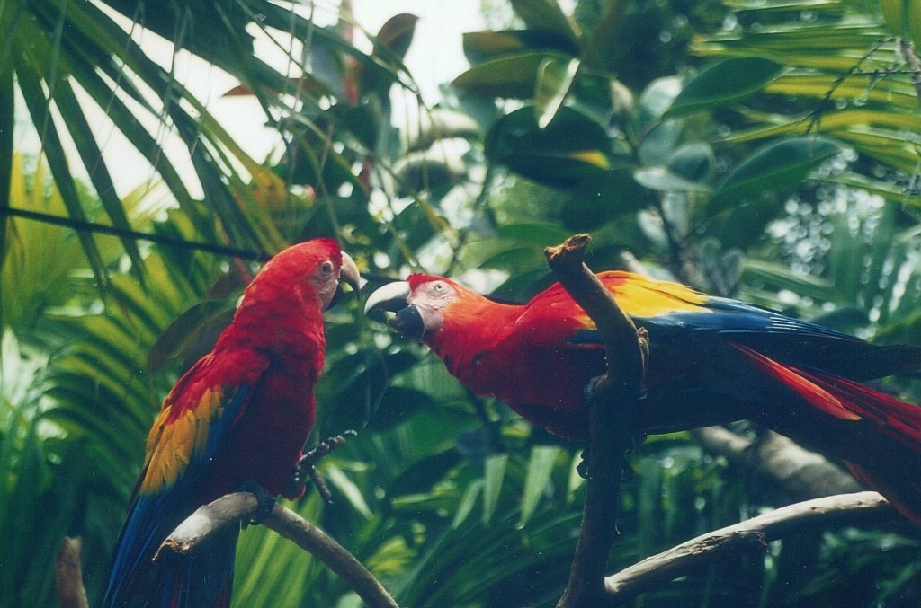 Playfulness: The Heart of Parrot Joy (image credits: wikimedia)