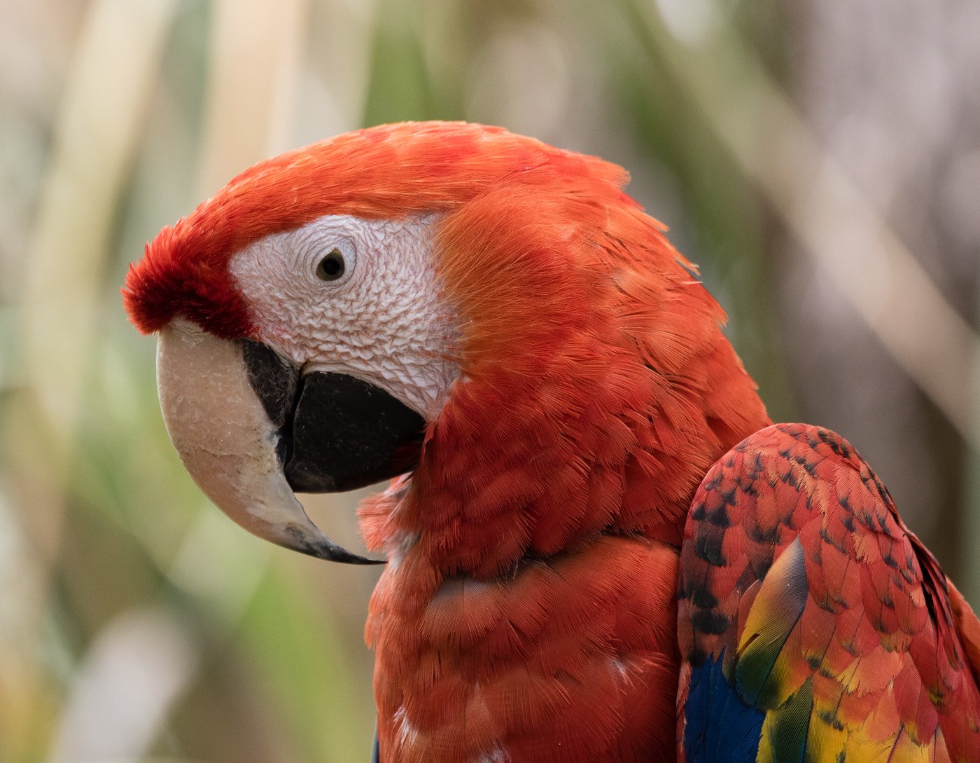 Stress and Sorrow: When Parrots Feel Blue (image credits: wikimedia)