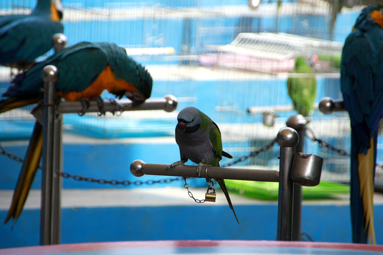 Parrot Grief: Mourning Lost Loved Ones (image credits: wikimedia)