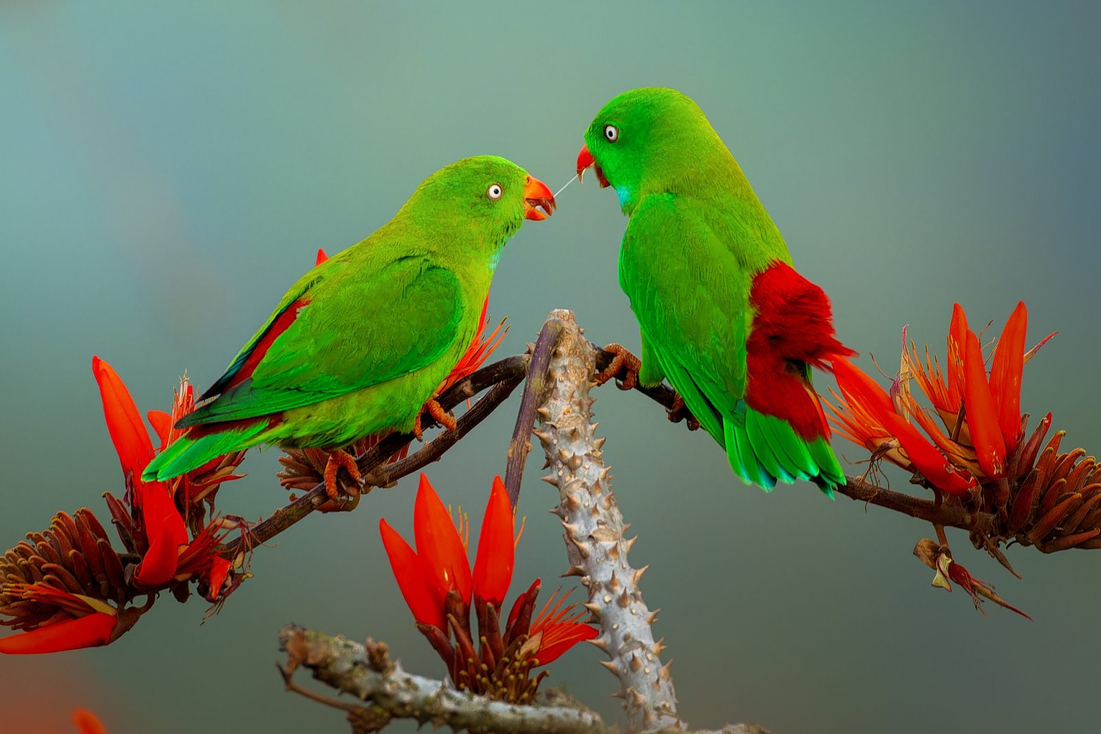 Trust: The Foundation of Parrot Relationships (image credits: wikimedia)
