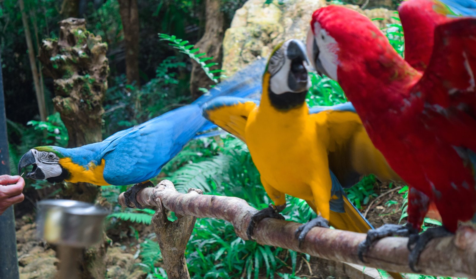 Parrots and Humor: The Pranksters of the Bird World (image credits: wikimedia)