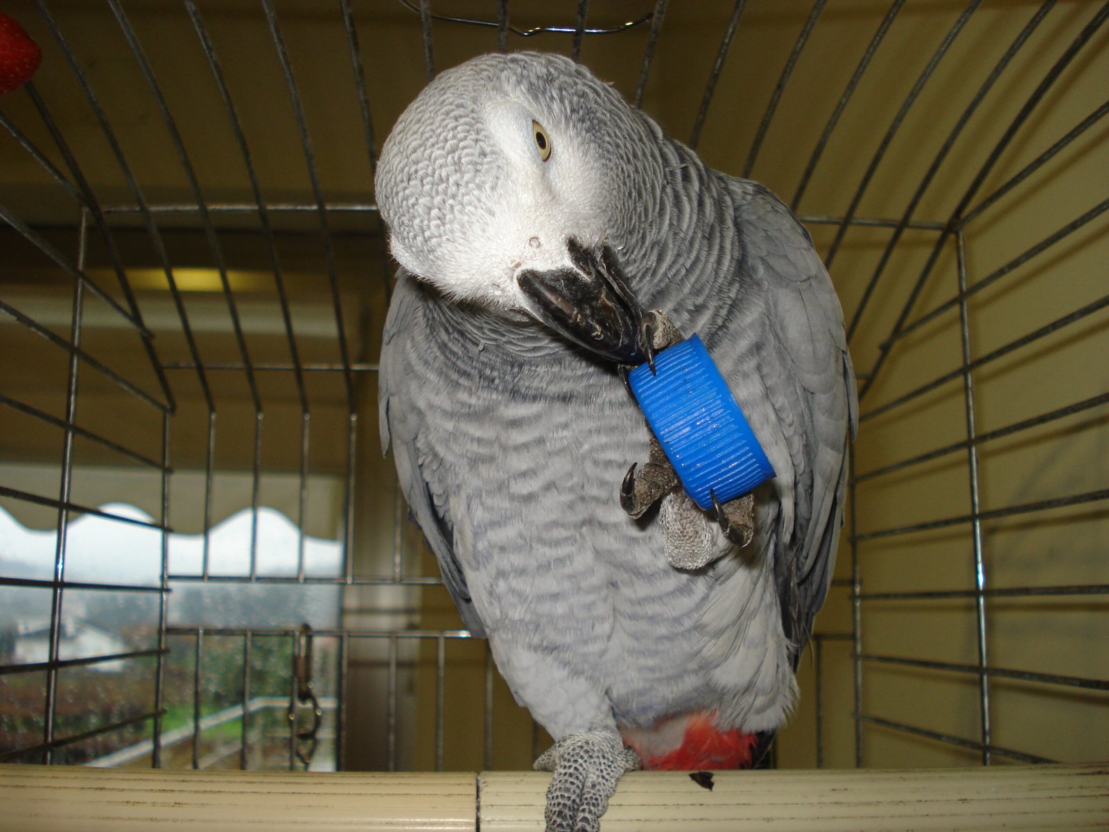 Attachment to Objects: Parrots and Their “Security Blankets” (image credits: wikimedia)