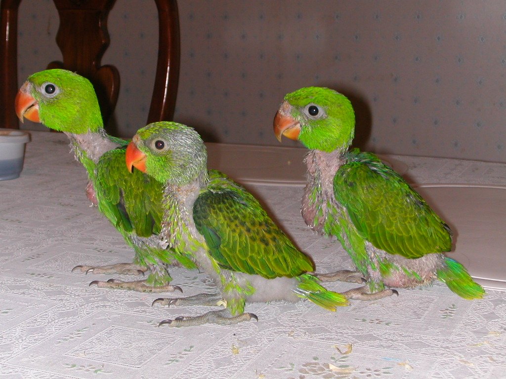 Parental Love and Devotion (image credits: wikimedia)