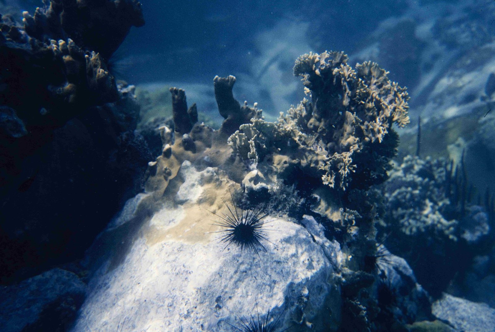 Technological Marvels: How We Explore the Depths (image credits: wikimedia)