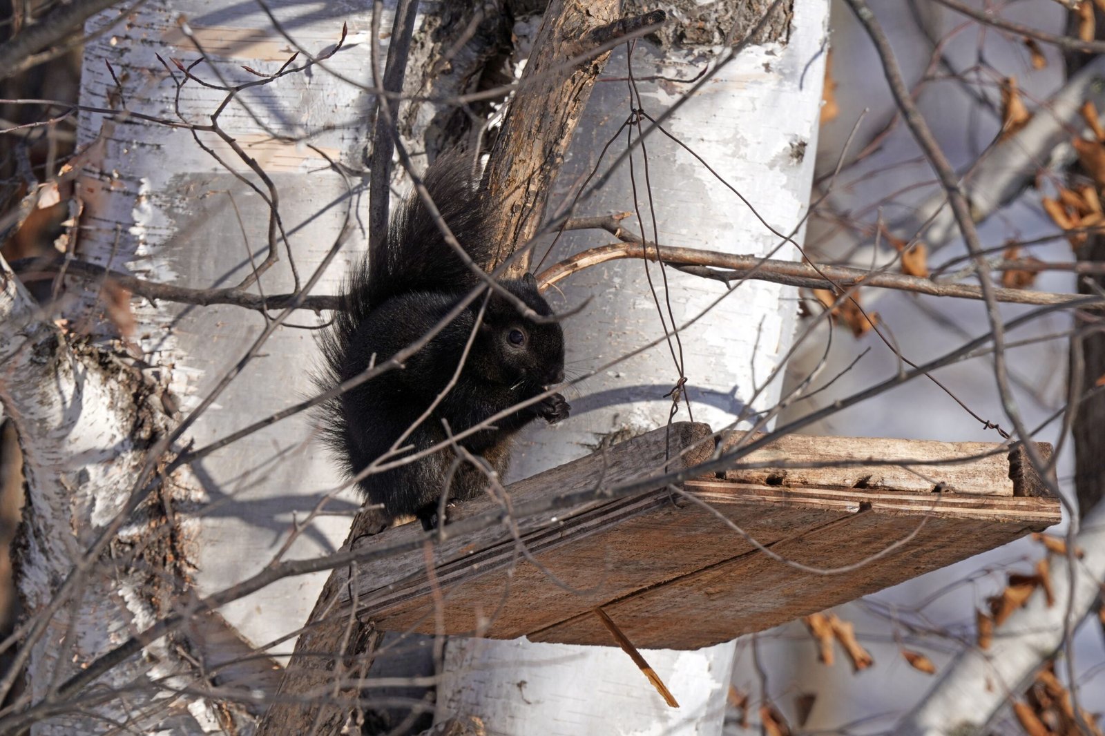 The Curious Case of the Intoxicated Squirrel (image credits: wikimedia)