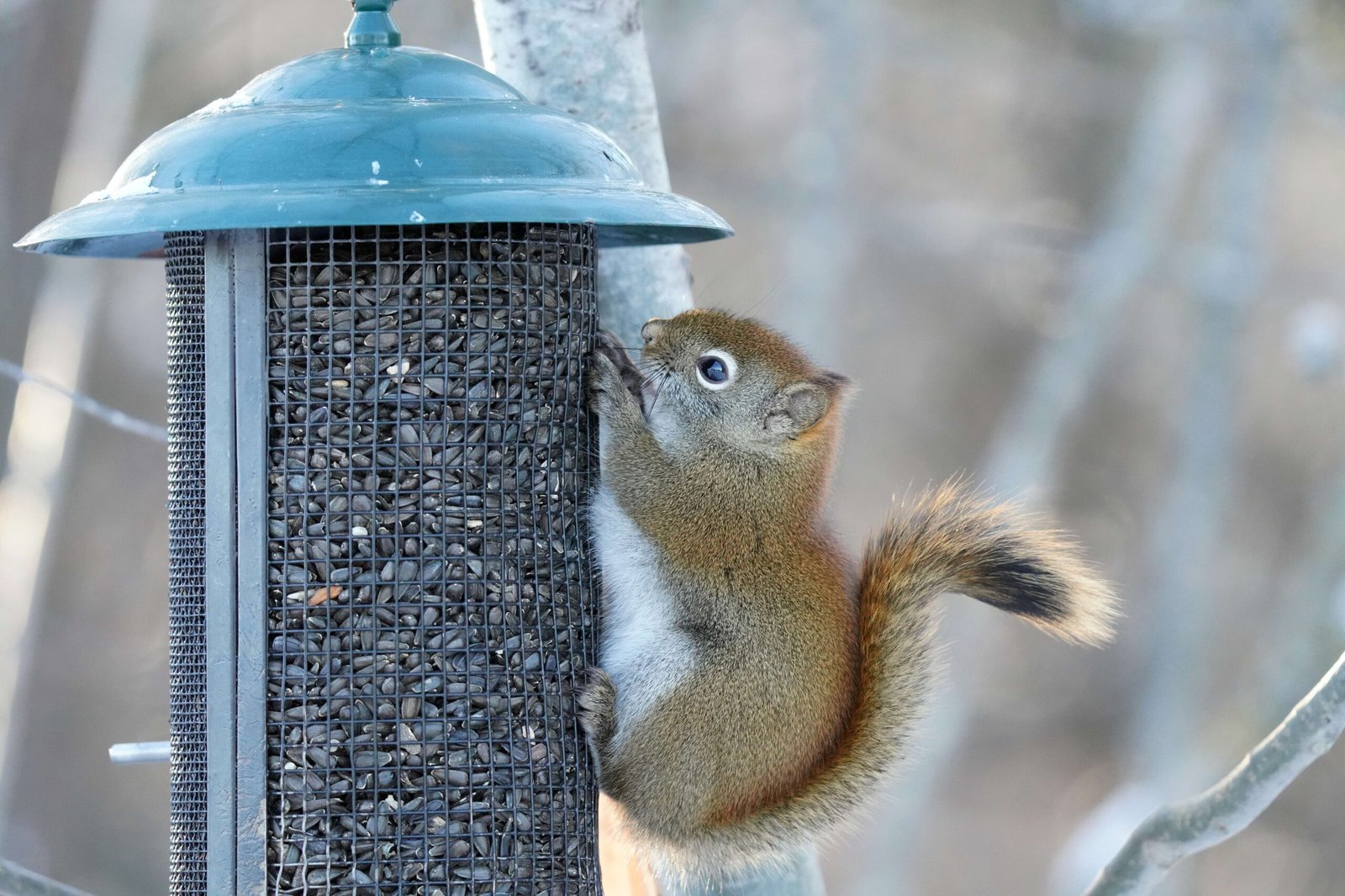 Birdfeeders: The Unlikely Battleground (image credits: wikimedia)