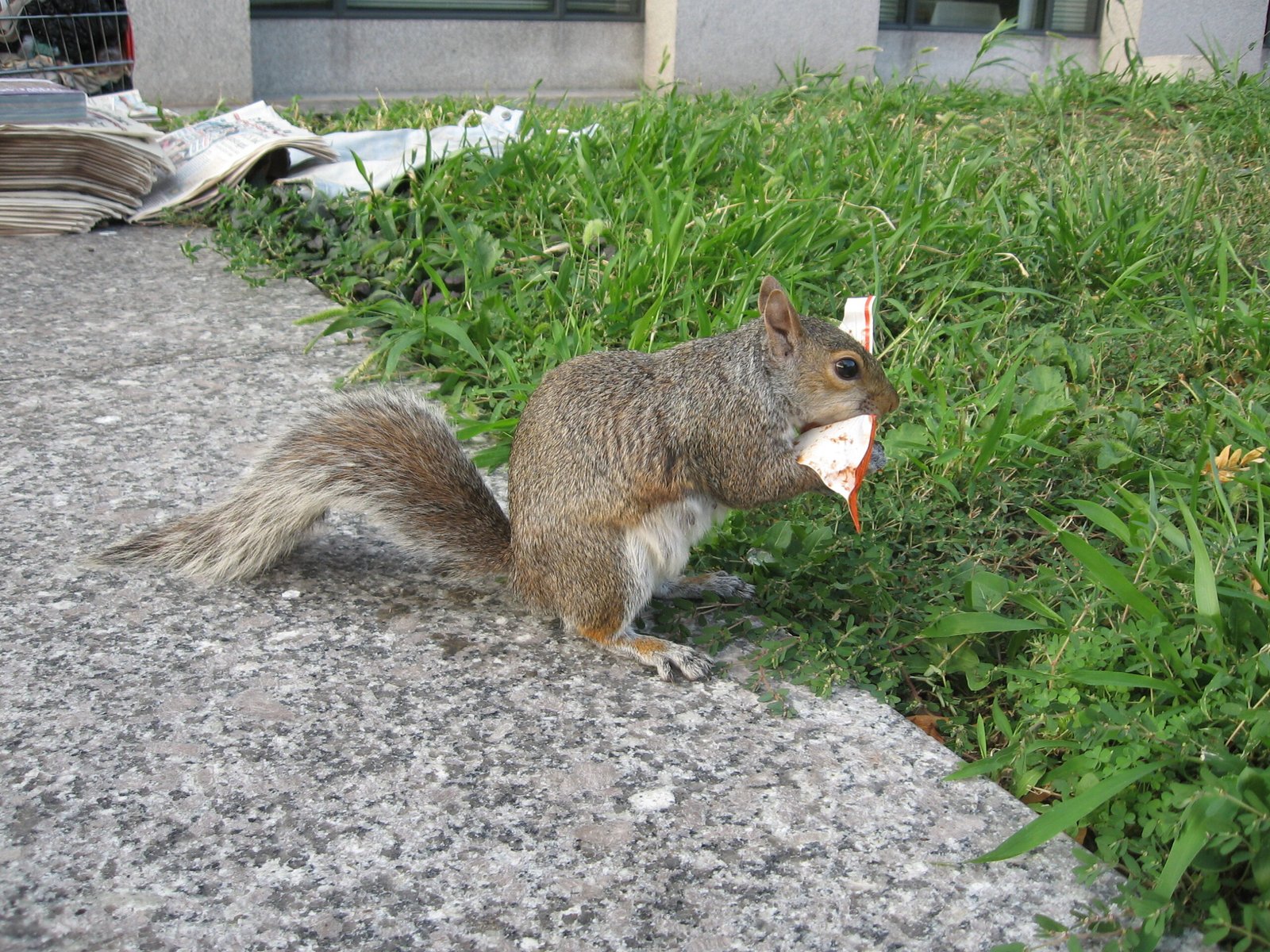 Ecological Impacts of Squirrel Hijinks (image credits: wikimedia)