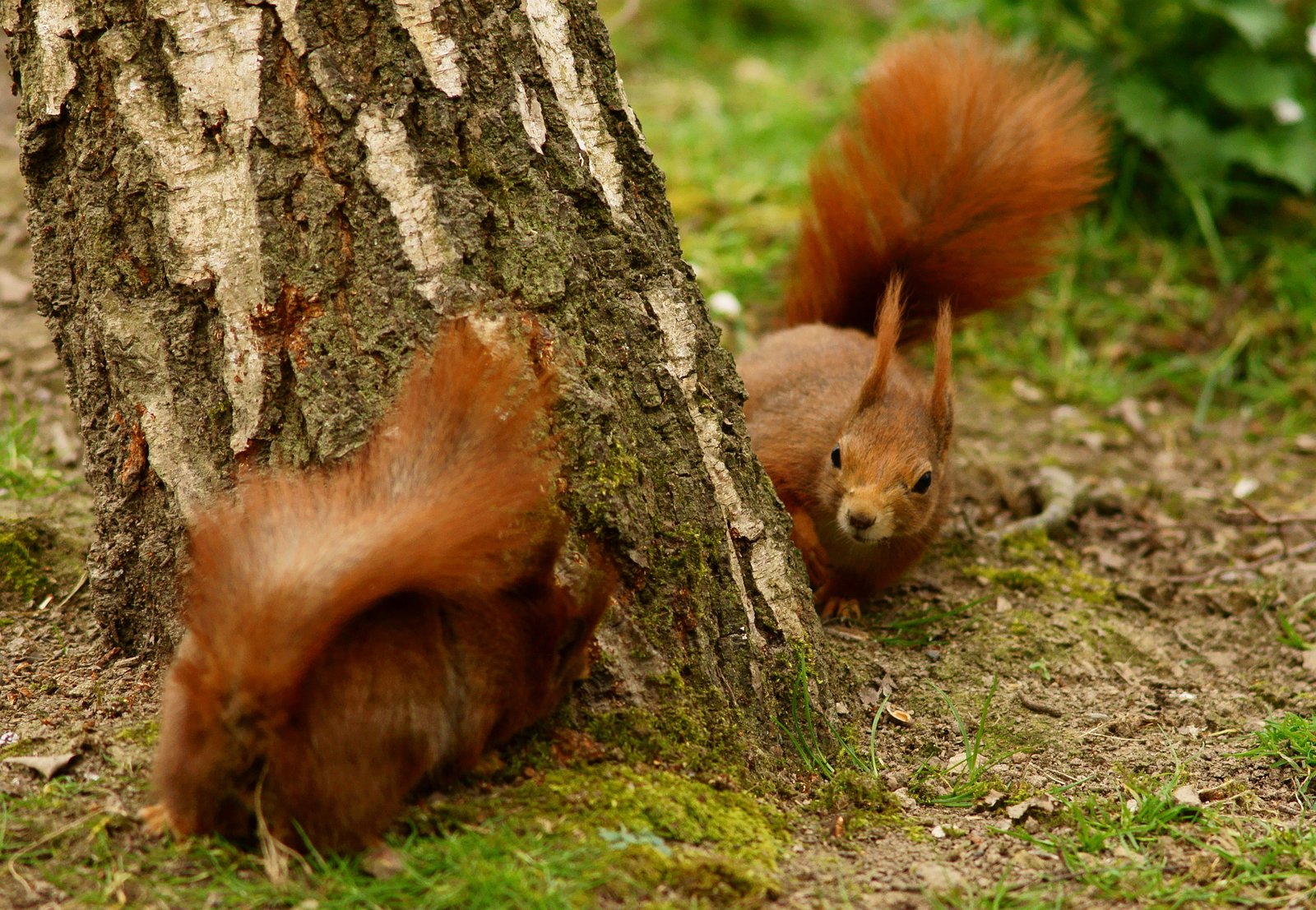 Human Attitudes: From Annoyance to Amusement (image credits: wikimedia)