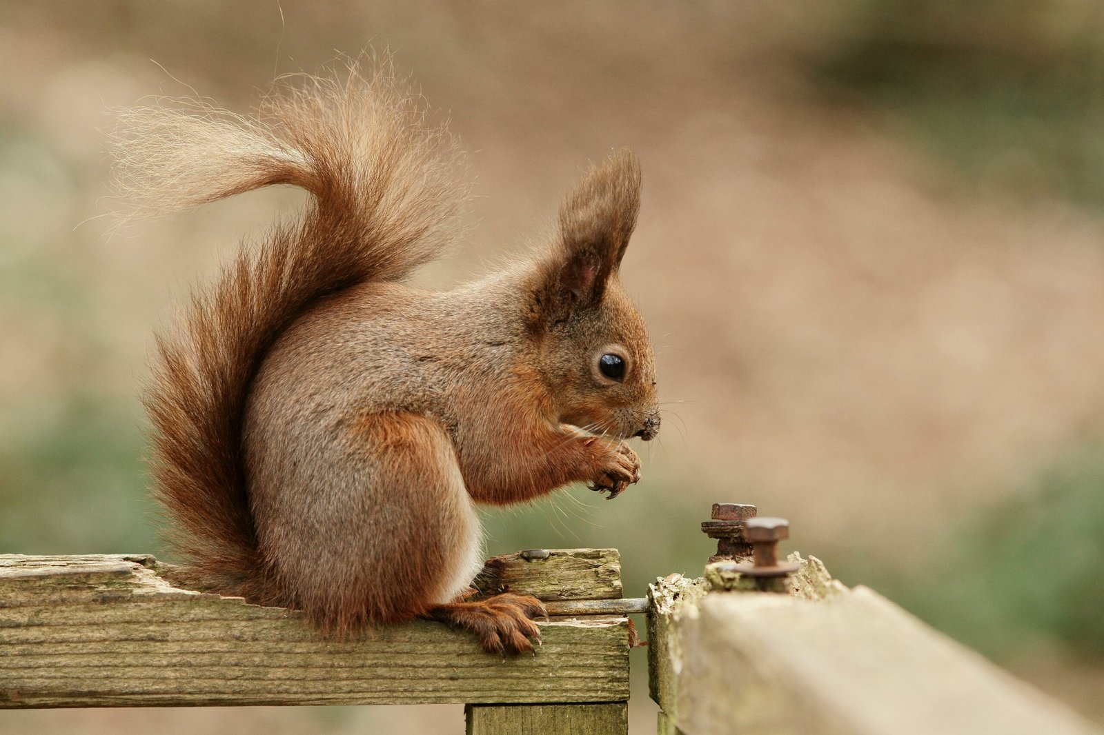 A Glimpse Into Nature’s Resilience (image credits: wikimedia)