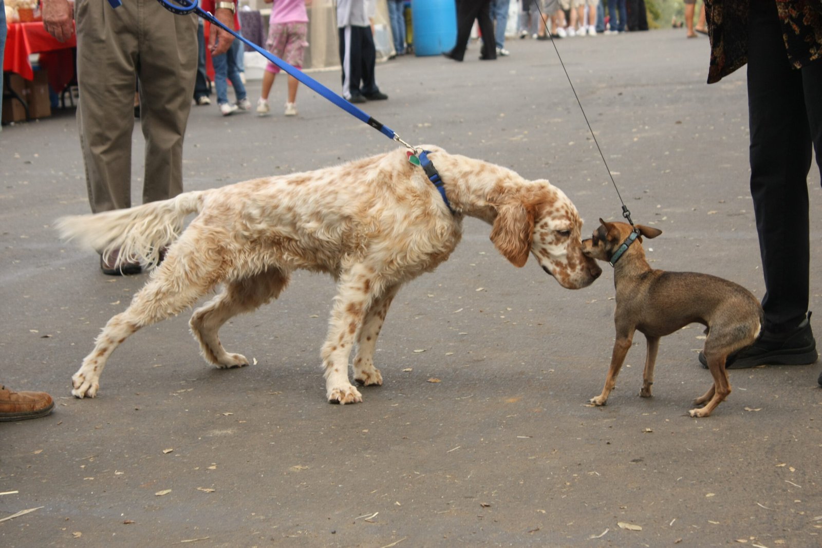 Body Language Breakdown: Signs Mistaken for Guilt (image credits: wikimedia)