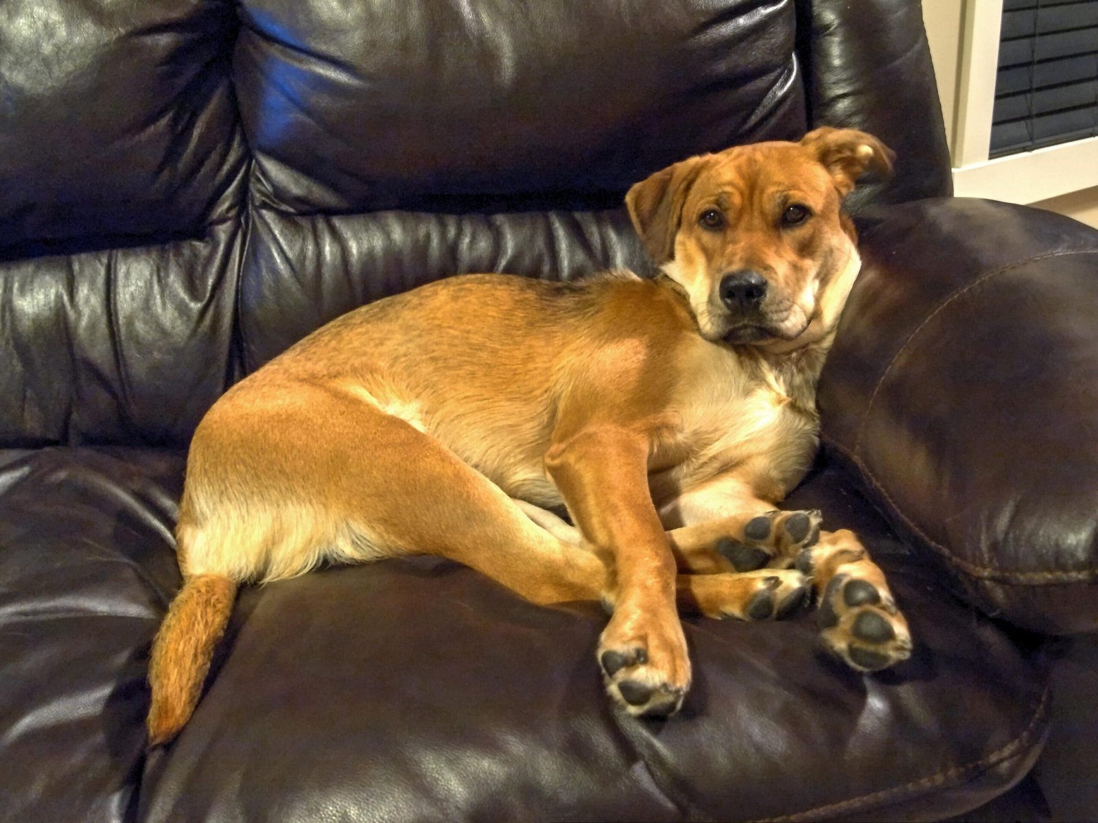 Separation Anxiety: When Chewing Is a Cry for Help (image credits: wikimedia)