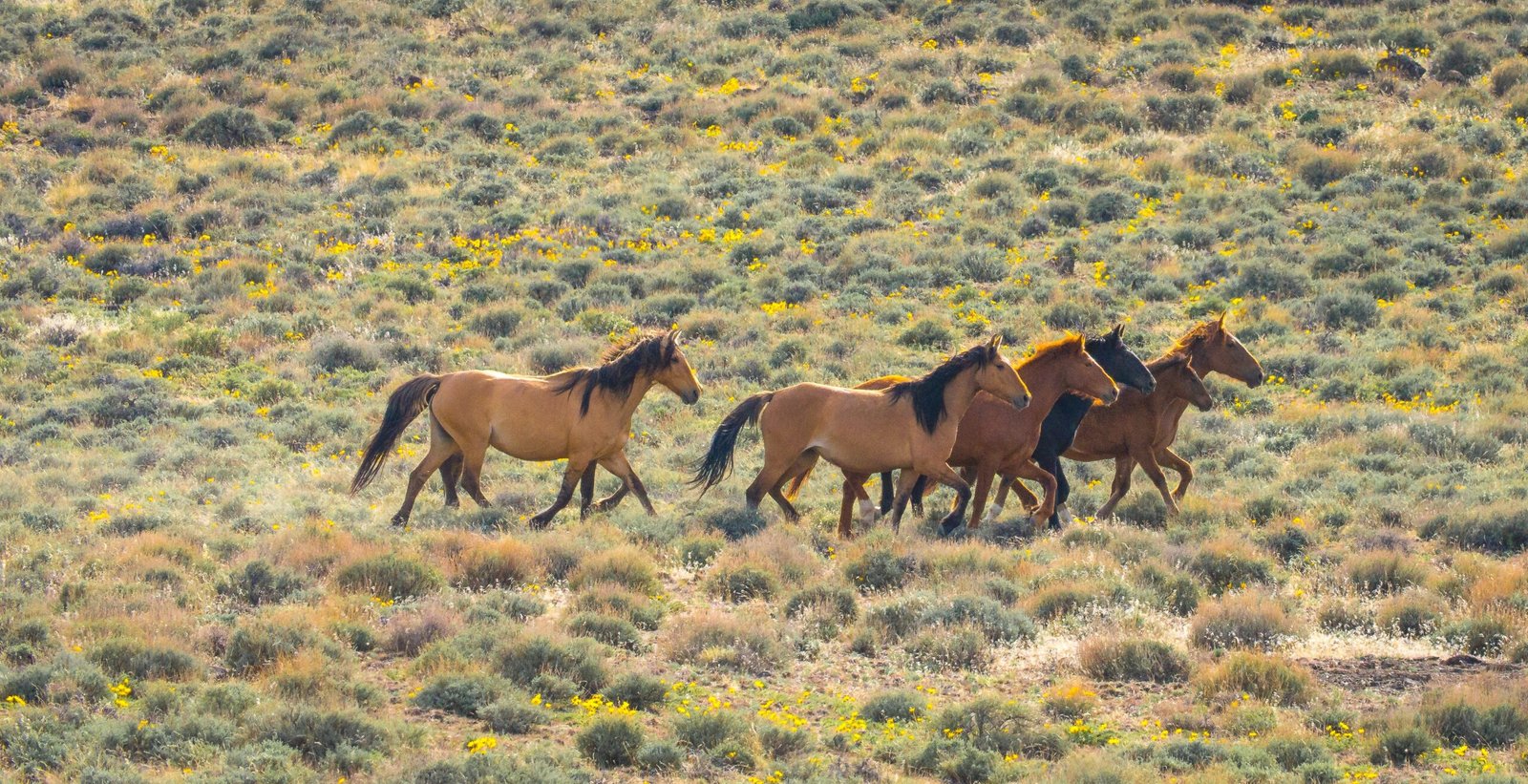 Social Hierarchies: Beach Queens and Kings (image credits: wikimedia)