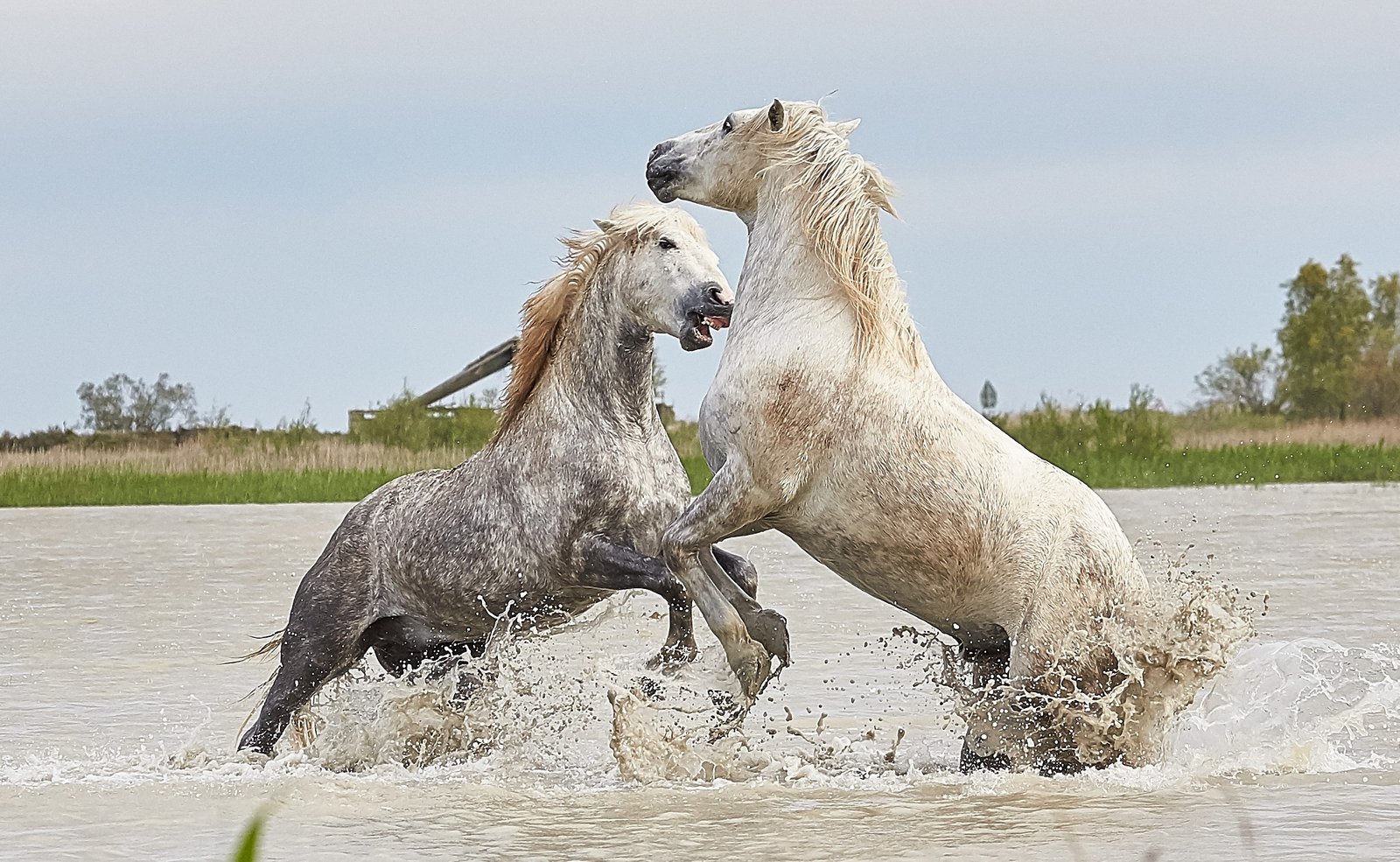 Survival Tactics: Finding Water in a Salty World (image credits: wikimedia)