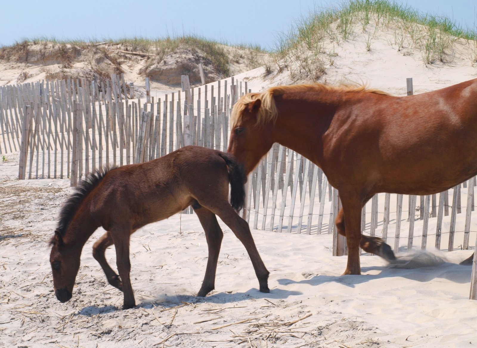 Genetic Marvels: Uniquely Adapted (image credits: wikimedia)