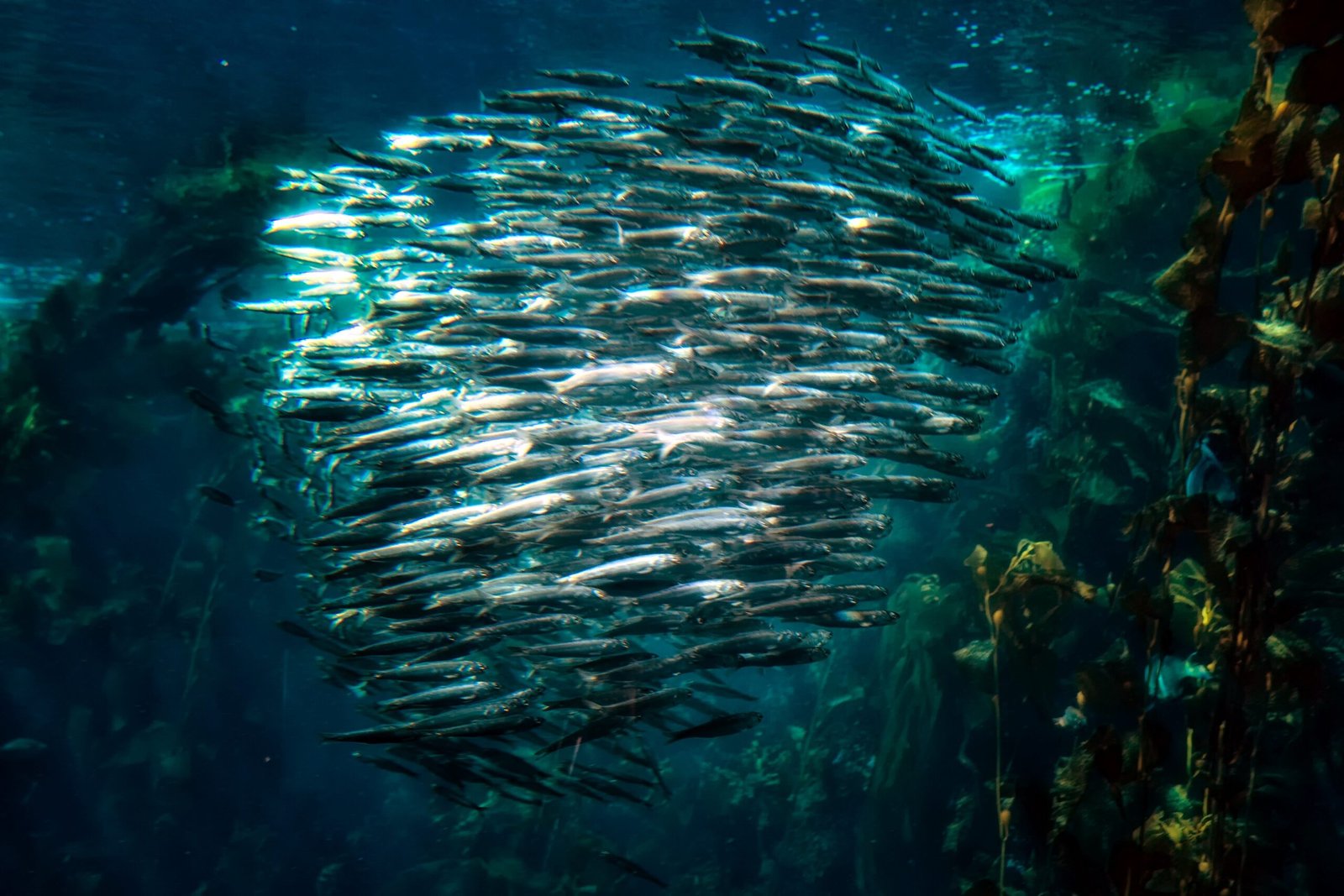 Social Needs: When Fish Want Company (image credits: wikimedia)