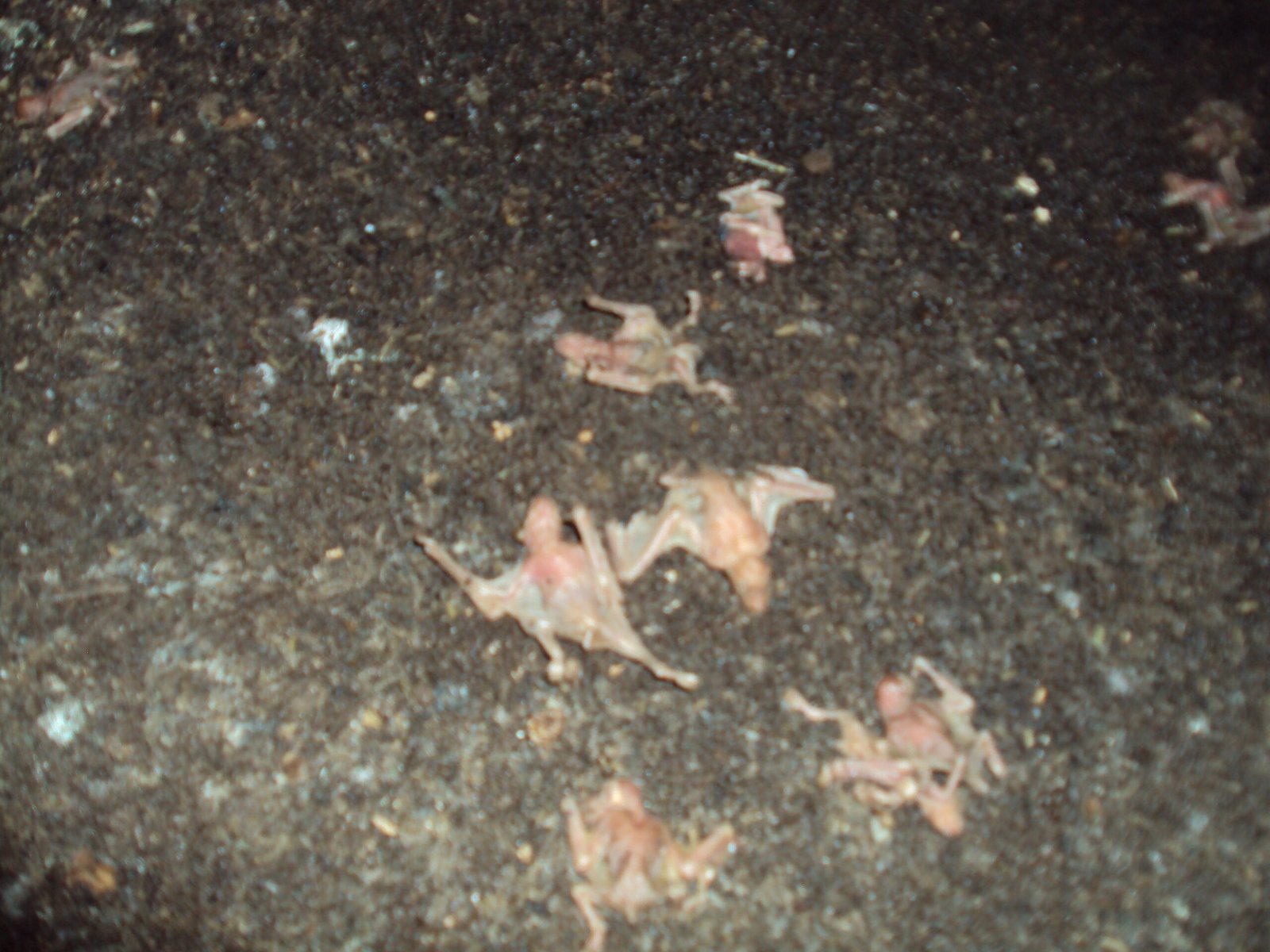 The Day the Skies Went Silent (image credits: wikimedia)