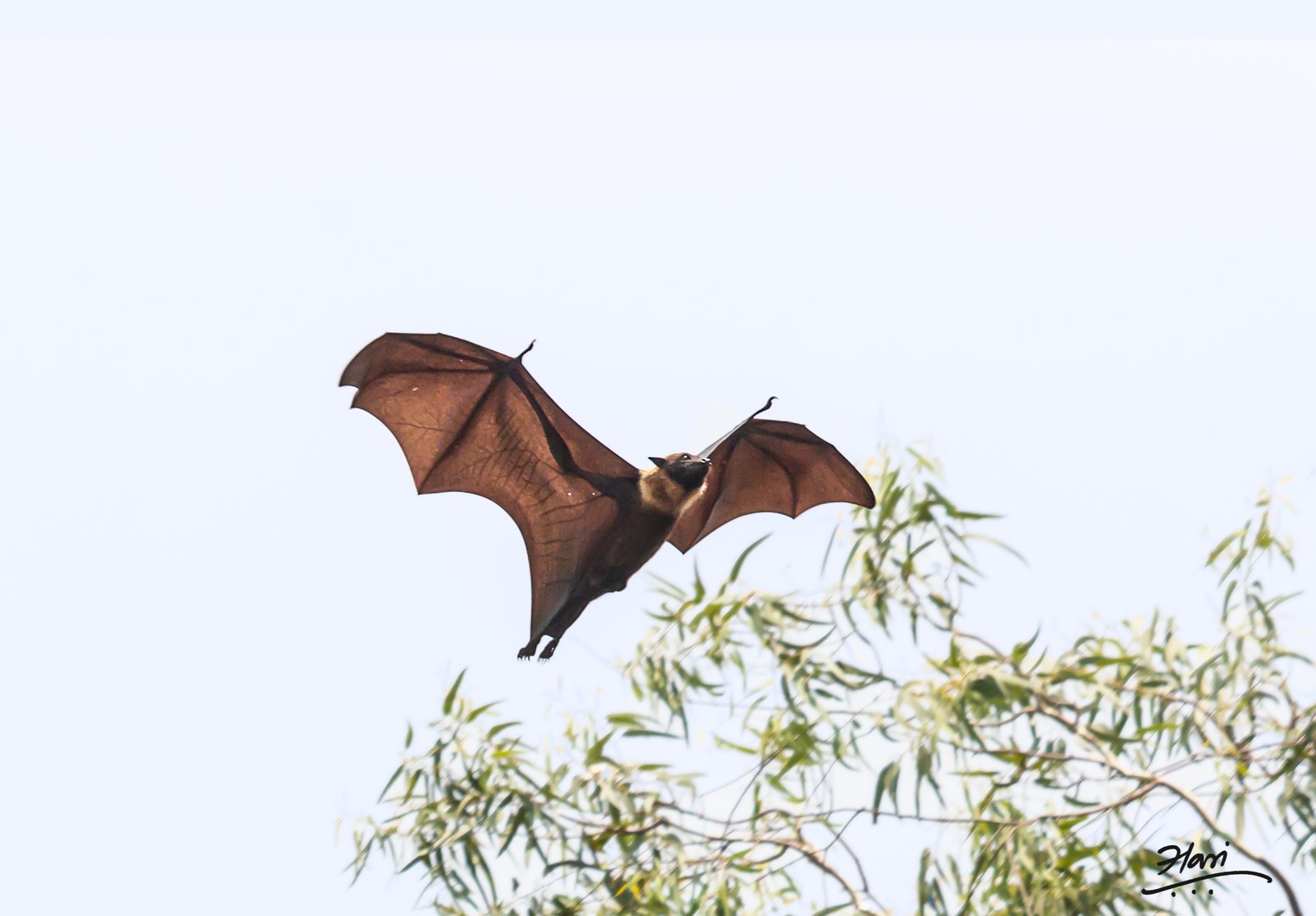 Why Bats Are So Vulnerable to Heatwaves (image credits: wikimedia)
