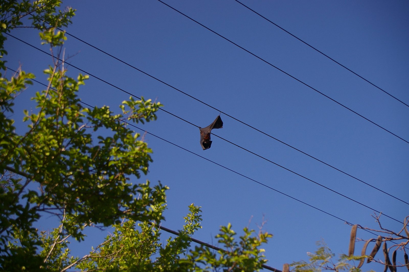 Urban Expansion: A Double-Edged Sword (image credits: wikimedia)