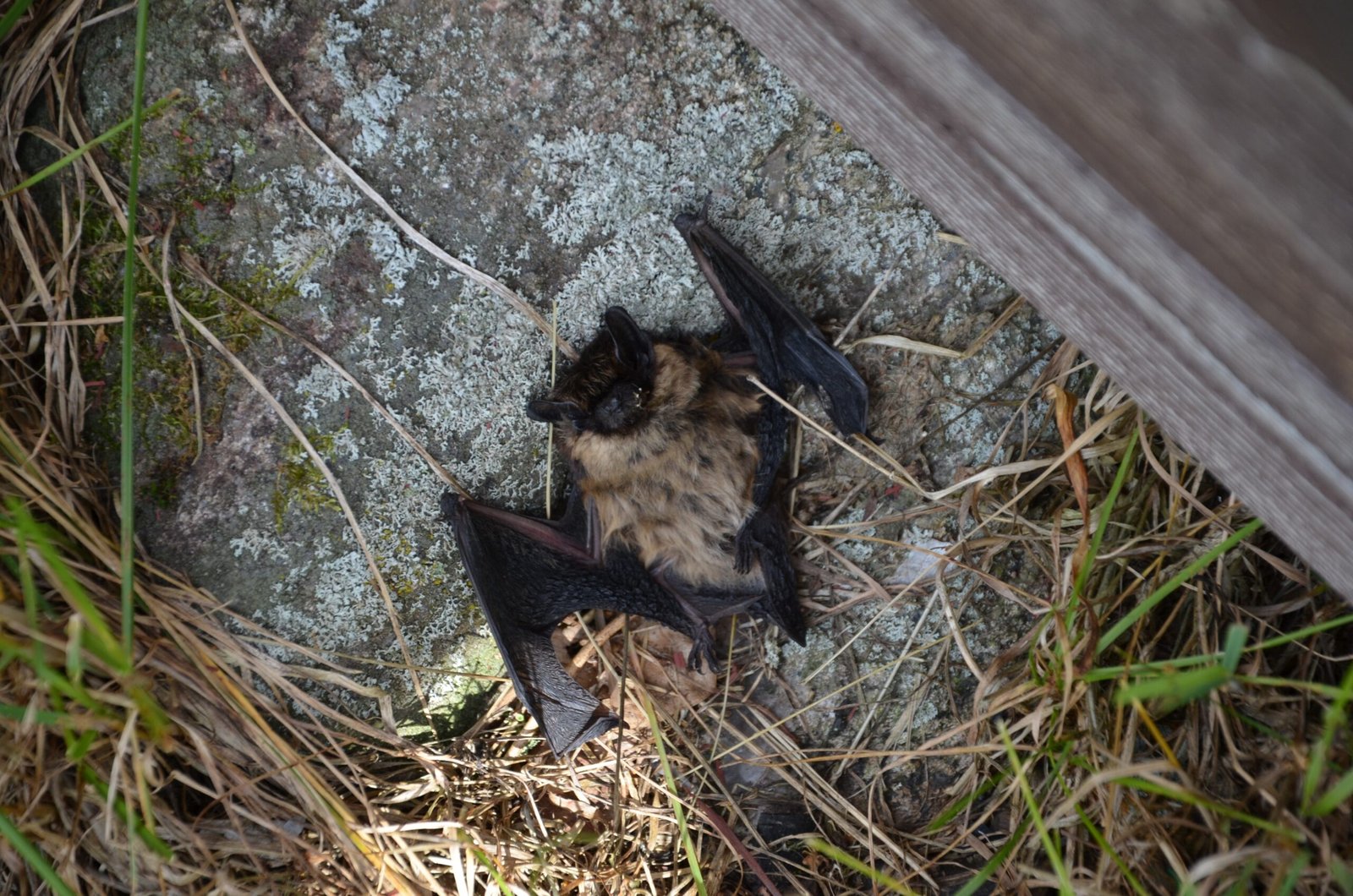 Health Hazards: When Dead Bats Become a Public Issue (image credits: wikimedia)