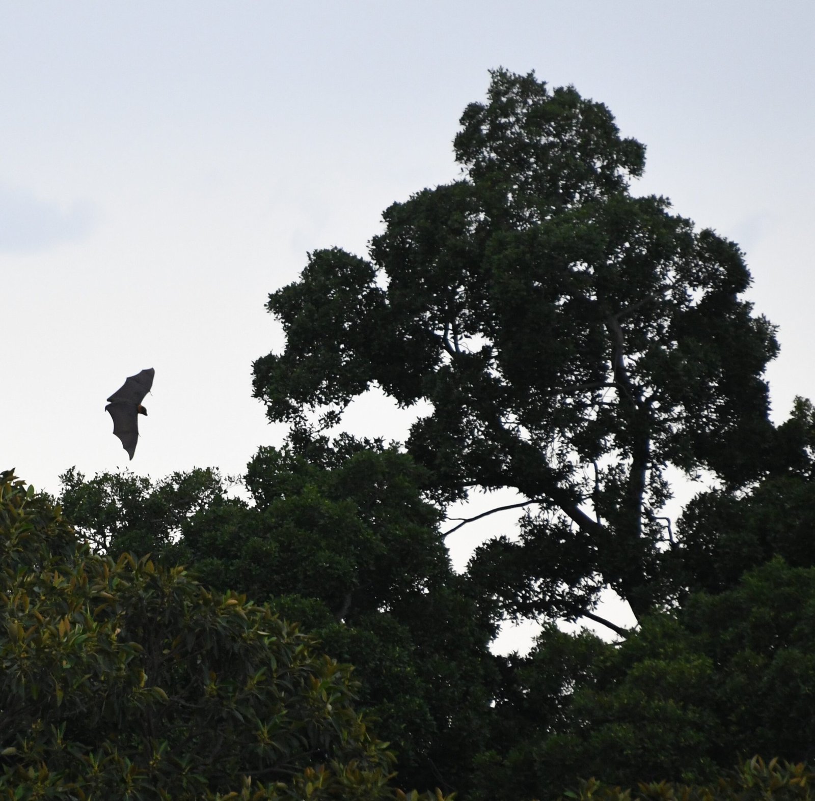 Policy Changes and Legal Protections (image credits: wikimedia)