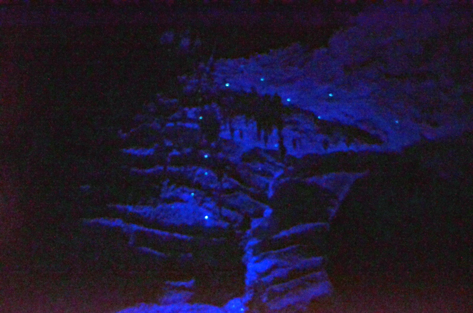 Predators and Threats (image credits: wikimedia)