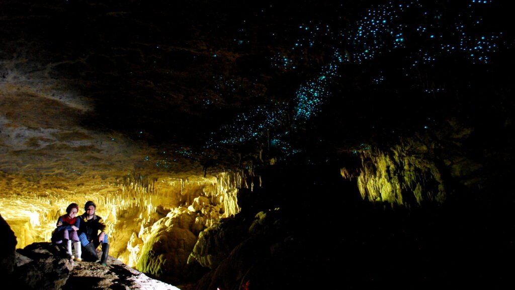 Glowworms in the Waitomo Caves: Bioluminescence, Evolution, and Sticky Silk Traps in the Dark