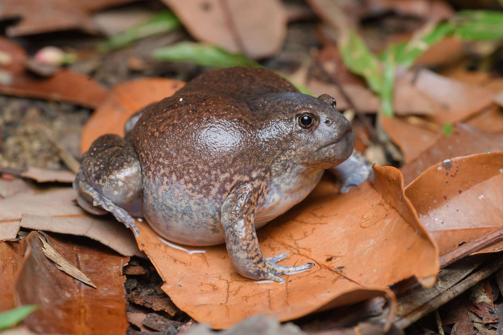 Drama or Distress? Decoding the Frog’s Intentions (image credits: wikimedia)
