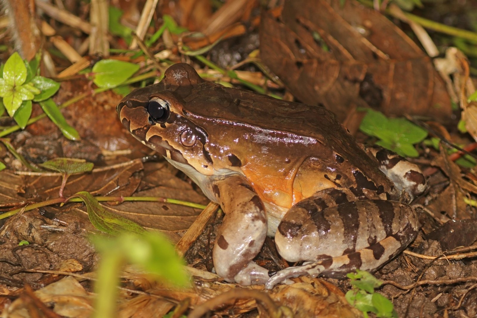 Human Encounters: A Startling Surprise (image credits: wikimedia)