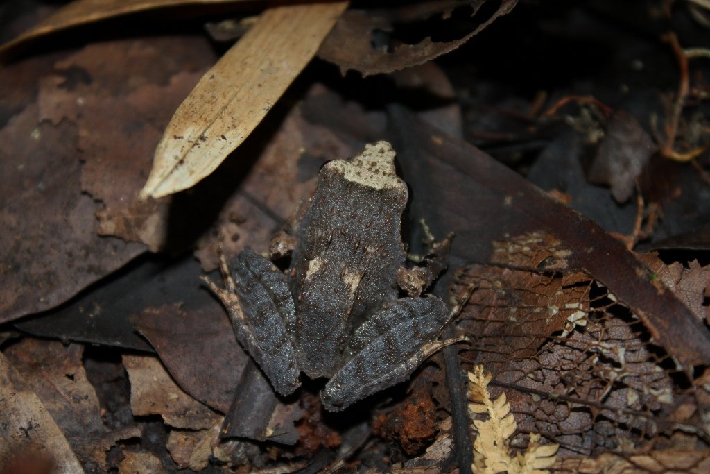 What We Can Learn from a Screaming Frog (image credits: wikimedia)