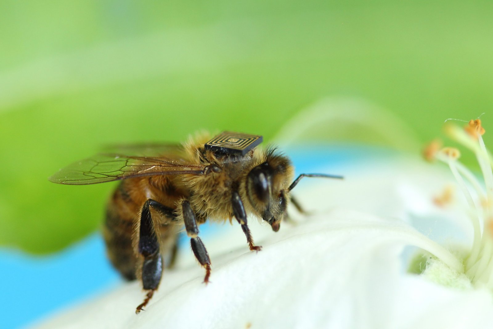 The Dance Language of Bees (image credits: wikimedia)